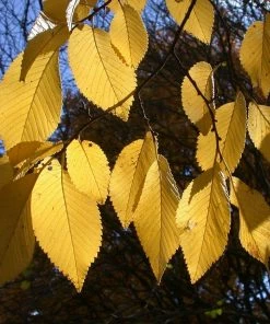 Fast Growing Trees Drake Chinese Elm Tree Elm Trees