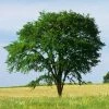 Fast Growing Trees Drake Chinese Elm Tree Elm Trees 2 Fast Growing Trees Drake Chinese Elm Tree Elm Trees