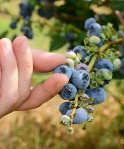 Fast Growing Trees Blueberry Bushes Duke Blueberry Bush