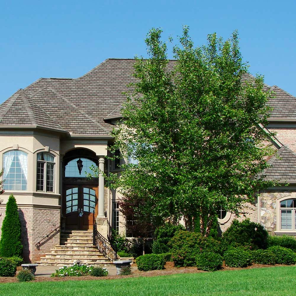 Fast Growing Trees Dura Heat® River Birch 5 Fast Growing Trees Dura Heat® River Birch