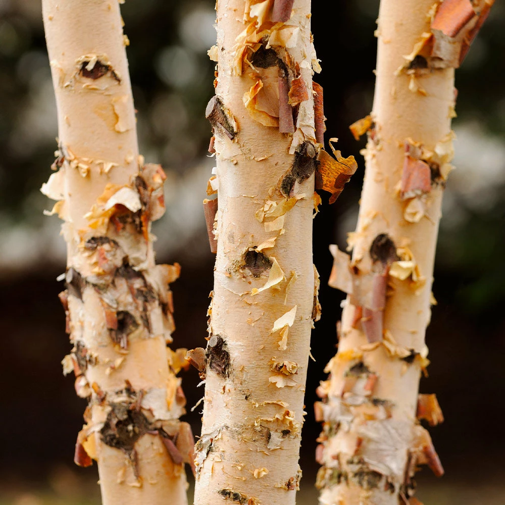 Fast Growing Trees Dura Heat® River Birch 6 Fast Growing Trees Dura Heat® River Birch