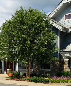 Fast Growing Trees Dura Heat® River Birch