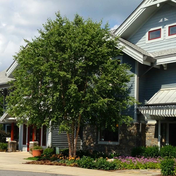 Fast Growing Trees Dura Heat® River Birch 3 Fast Growing Trees Dura Heat® River Birch