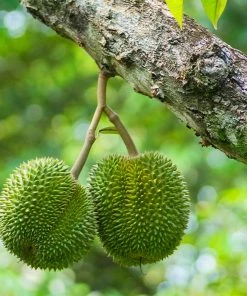 Fast Growing Trees Durian Fruit See All Fruit Trees