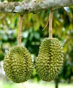 Fast Growing Trees Durian Fruit See All Fruit Trees 9 Fast Growing Trees Durian Fruit See All Fruit Trees