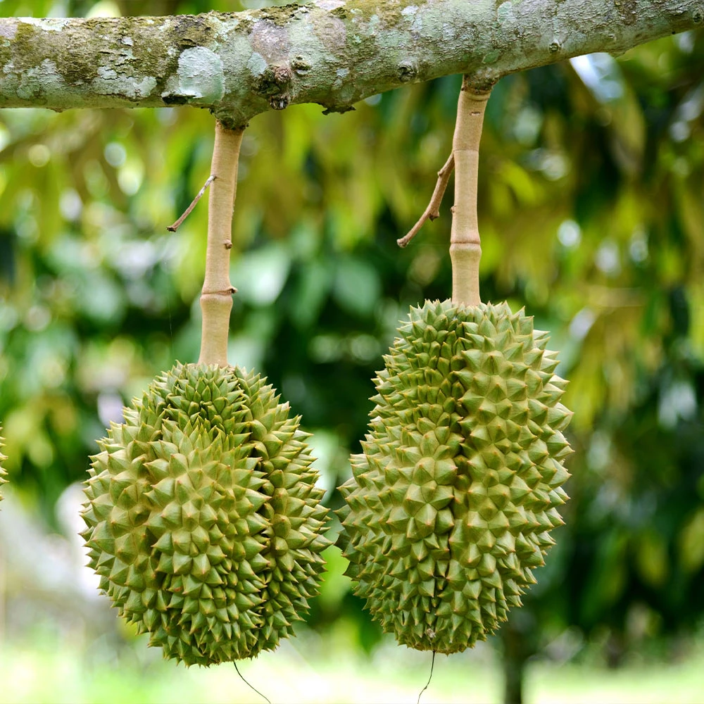 Fast Growing Trees Durian Fruit See All Fruit Trees 5 Fast Growing Trees Durian Fruit See All Fruit Trees