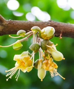 Fast Growing Trees Durian Fruit See All Fruit Trees 11 Fast Growing Trees Durian Fruit See All Fruit Trees