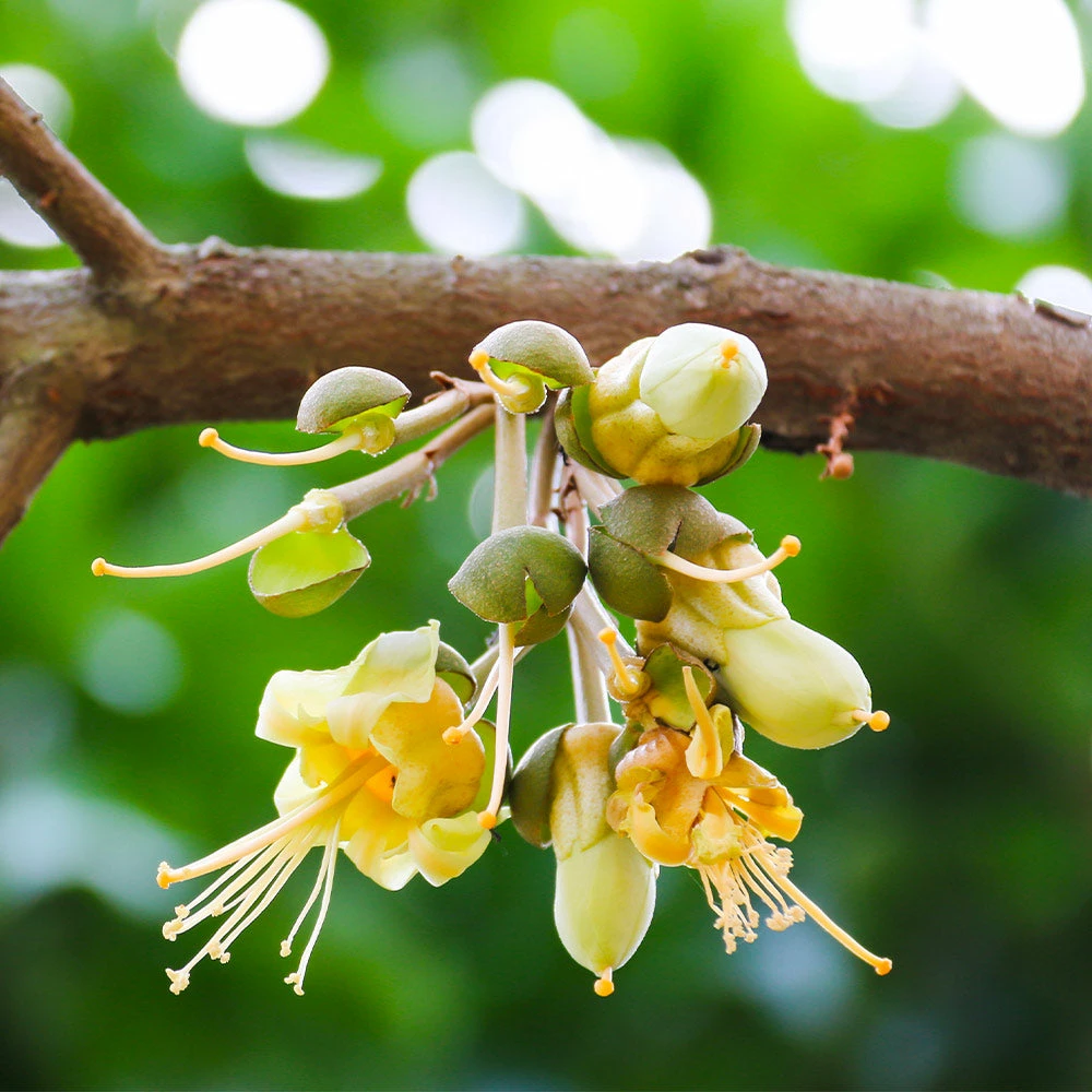 Fast Growing Trees Durian Fruit See All Fruit Trees 7 Fast Growing Trees Durian Fruit See All Fruit Trees