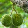Fast Growing Trees Durian Fruit See All Fruit Trees 2 Fast Growing Trees Durian Fruit See All Fruit Trees