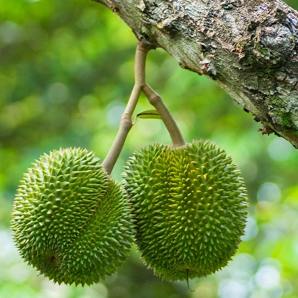 Fast Growing Trees Durian Fruit See All Fruit Trees 3 Fast Growing Trees Durian Fruit See All Fruit Trees
