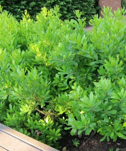Fast Growing Trees Don's Dwarf Wax Myrtle See All Shrubs & Hedges
