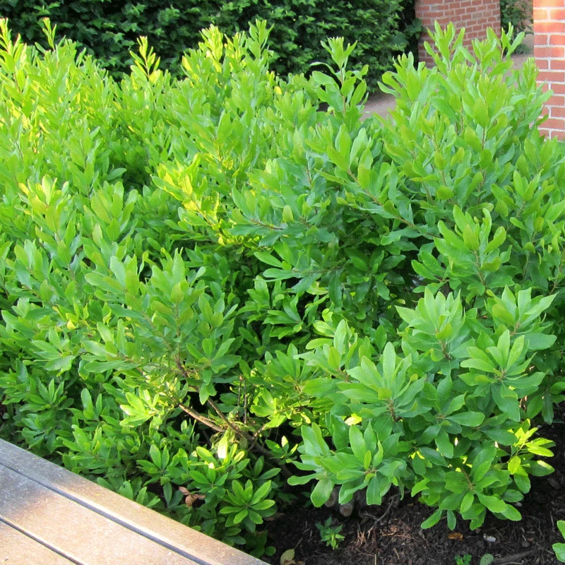 Fast Growing Trees Don's Dwarf Wax Myrtle See All Shrubs & Hedges 4 Fast Growing Trees Don's Dwarf Wax Myrtle See All Shrubs & Hedges