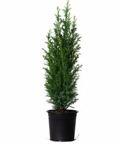 Fast Growing Trees Dwarf Italian Cypress See All Evergreen & Privacy Trees
