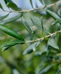 Fast Growing Trees Olive Trees 'Little Ollie' Dwarf Olive Tree