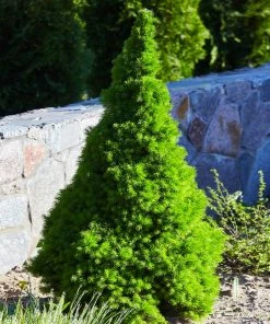 Fast Growing Trees Dwarf Alberta Spruce 9 Fast Growing Trees Dwarf Alberta Spruce