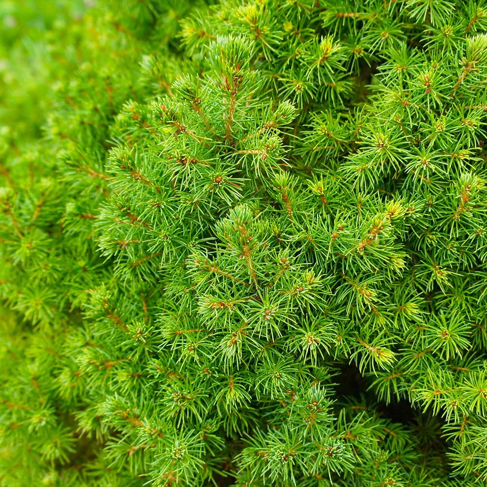 Fast Growing Trees Dwarf Alberta Spruce 7 Fast Growing Trees Dwarf Alberta Spruce