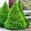 Fast Growing Trees Dwarf Alberta Spruce 2 Fast Growing Trees Dwarf Alberta Spruce