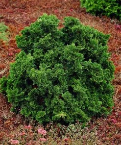 Fast Growing Trees Dwarf Hinoki Cypress Shrub Cypress Trees