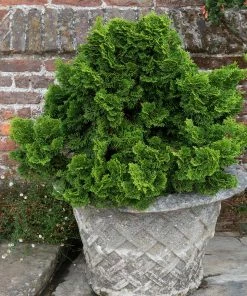 Fast Growing Trees Dwarf Hinoki Cypress Shrub Cypress Trees