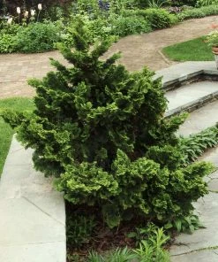 Fast Growing Trees Dwarf Hinoki Cypress Shrub Cypress Trees