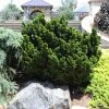 Fast Growing Trees Dwarf Hinoki Cypress Shrub Cypress Trees 2 Fast Growing Trees Dwarf Hinoki Cypress Shrub Cypress Trees