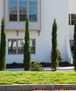 Fast Growing Trees Dwarf Italian Cypress See All Evergreen & Privacy Trees