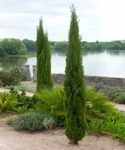 Fast Growing Trees Dwarf Italian Cypress See All Evergreen & Privacy Trees