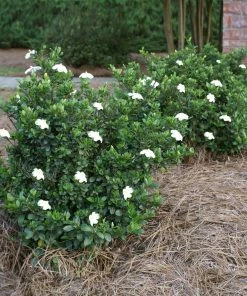 Fast Growing Trees Dwarf Radicans Gardenia