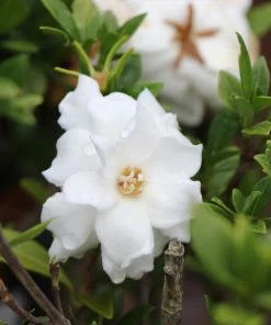 Fast Growing Trees Dwarf Radicans Gardenia