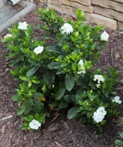 Fast Growing Trees Dwarf Radicans Gardenia