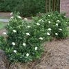 Fast Growing Trees Dwarf Radicans Gardenia