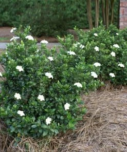Fast Growing Trees Dwarf Radicans Gardenia