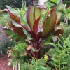 Fast Growing Trees Banana Trees Dwarf Red Banana Tree 1 Fast Growing Trees Banana Trees Dwarf Red Banana Tree