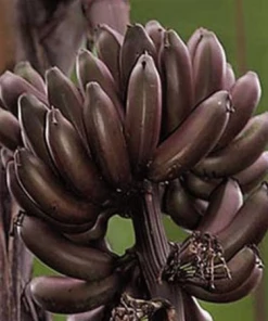 Fast Growing Trees Banana Trees Dwarf Red Banana Tree 7 Fast Growing Trees Banana Trees Dwarf Red Banana Tree