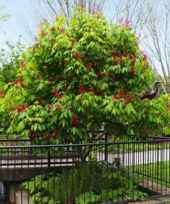 Fast Growing Trees Red Dwarf Buckeye Tree See All Flowering Trees