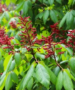 Fast Growing Trees Red Dwarf Buckeye Tree See All Flowering Trees