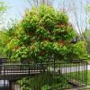 Fast Growing Trees Red Dwarf Buckeye Tree See All Flowering Trees