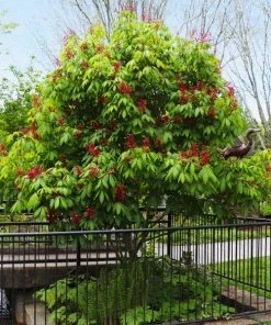 Fast Growing Trees Red Dwarf Buckeye Tree See All Flowering Trees