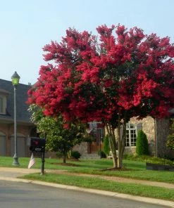 Fast Growing Trees Dynamite Crape Myrtle