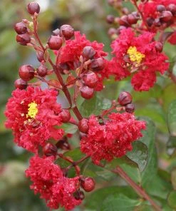 Fast Growing Trees Dynamite Crape Myrtle