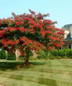 Fast Growing Trees Dynamite Crape Myrtle