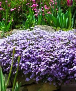 Fast Growing Trees Deer Resistant Plants Emerald Blue Creeping Phlox