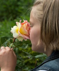 Fast Growing Trees Roses Euphoria® Rose Shrub