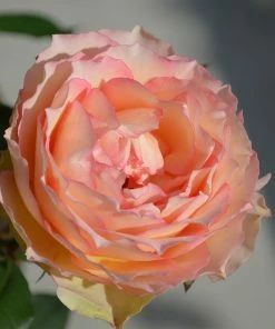 Fast Growing Trees Roses Euphoria® Rose Shrub