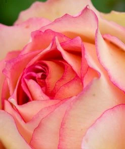 Fast Growing Trees Roses Euphoria® Rose Shrub