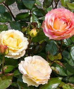 Fast Growing Trees Roses Euphoria® Rose Shrub