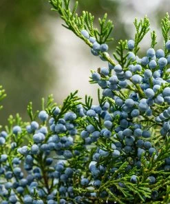 Fast Growing Trees Juniper Trees Eastern Red Cedar Tree