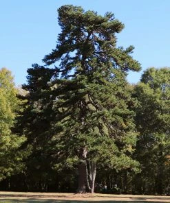 Fast Growing Trees Juniper Trees Eastern Red Cedar Tree