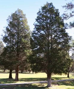 Fast Growing Trees Juniper Trees Eastern Red Cedar Tree