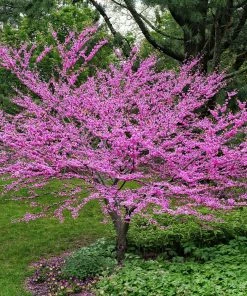 Fast Growing Trees Eastern Redbud